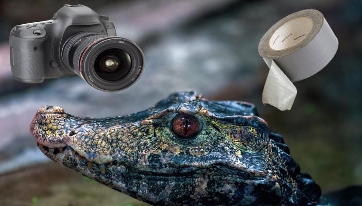 алигатор - ТОРМОЗ ЗА ПАРИ НА СЛЪНЧАКА! Туристи със сигнал за екзотично животно със залепена уста, използвано като атракция за снимки