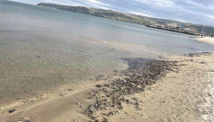 море - ГАДОСТИ В МОРЕТО: Мъртви плъхове изплуват на плажа (ВИДЕО)