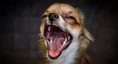 куче кашлица