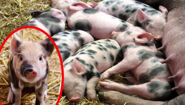 прасенца - В СЪРЦЕТО НА ВОЙНАТА: Прасенца спасяват хората от стреса в Украйна!