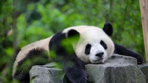 Първата панда родена във Франция се сбогува с зоологическа градина