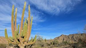 Кактусите от вида сагуаро в щата Аризона считани за символ