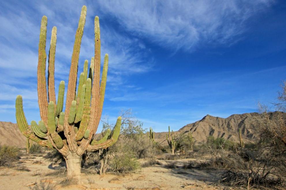 Кактусите от вида сагуаро в щата Аризона, считани за символ