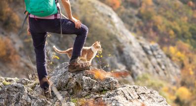 разходка в планината с котка