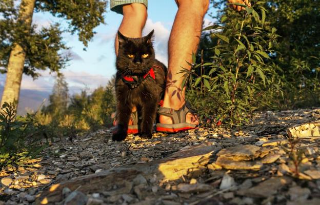 разходка в планината с котка