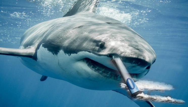 акукла - ВНИМАНИЕ! Нашмъркани с кока акули щурмуват плажовете