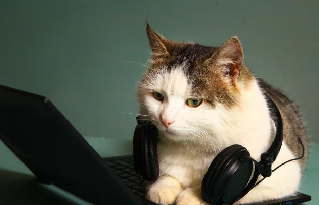 котка и музика
