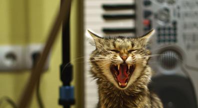 котка и музика