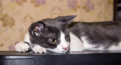 котка и телевизор