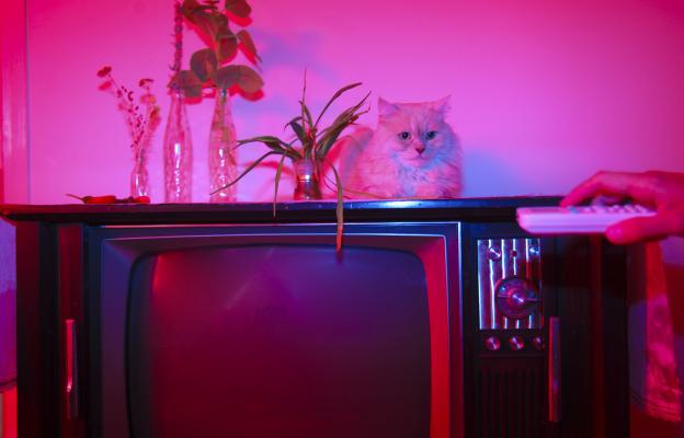 котка и телевизор