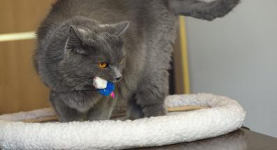 котка и играчка