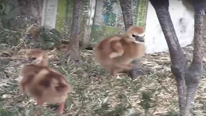 Двойката короновани жерави в бургаския зоопарк вече има своето първо