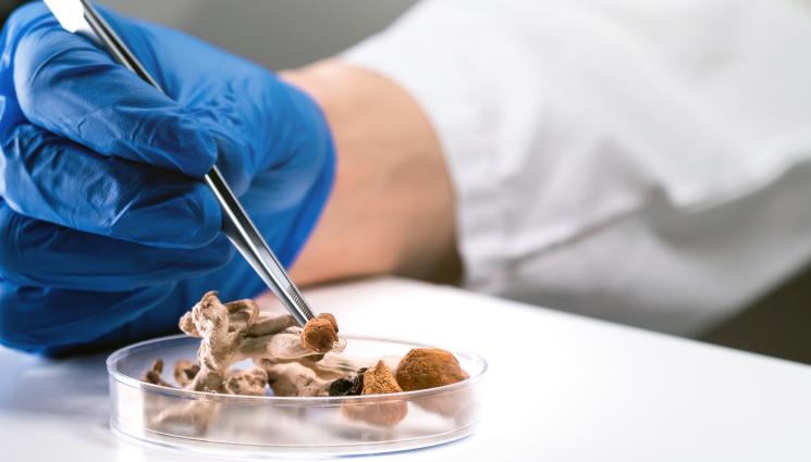 Магически гъби - ЗЛАТНО ВРЕМЕ: „Магическите“ гъби полезни за жените с рак