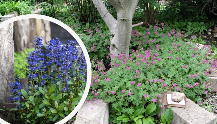 градина - ПРАКТИЧНИ СЪВЕТИ: Там, където и трева не никне