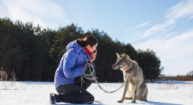кучета и вълци