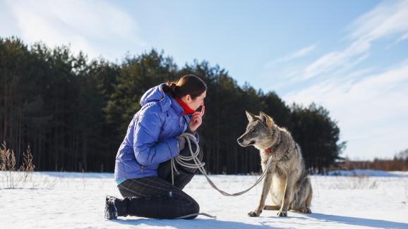 кучета и вълци