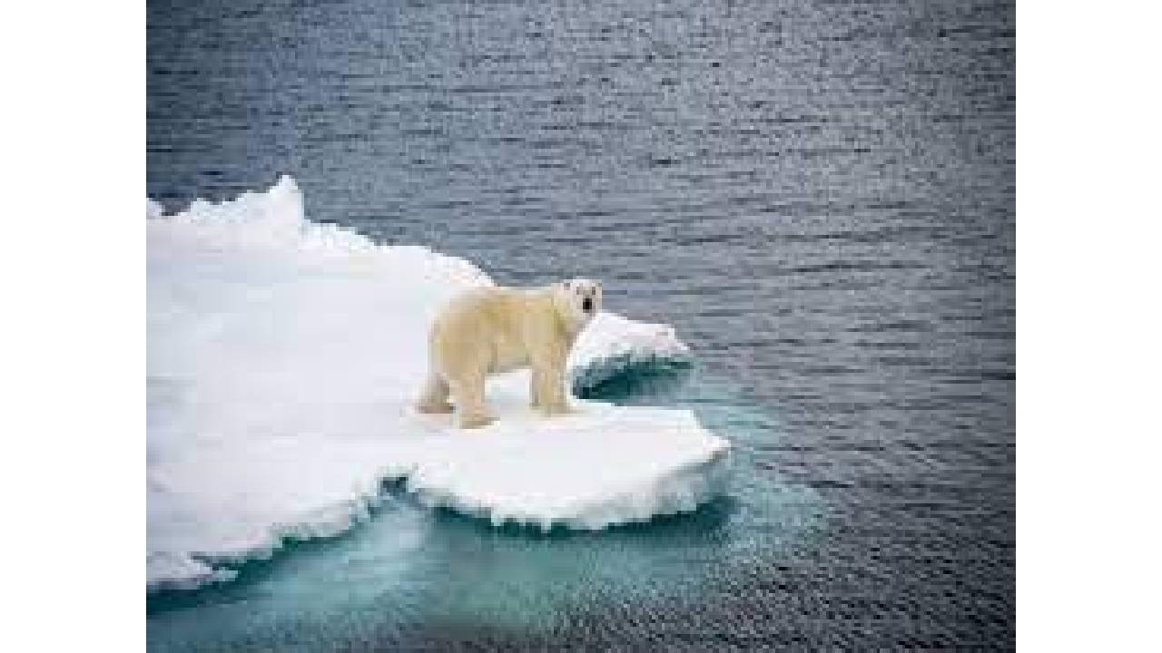 полярна мечка