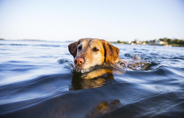 куче морска вода