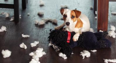 куче деструктивно поведение