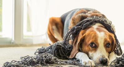 куче деструктивно поведение