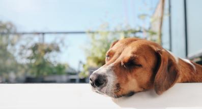 куче лято болно