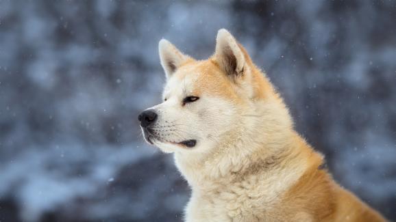 10 от най-независимите породи кучета