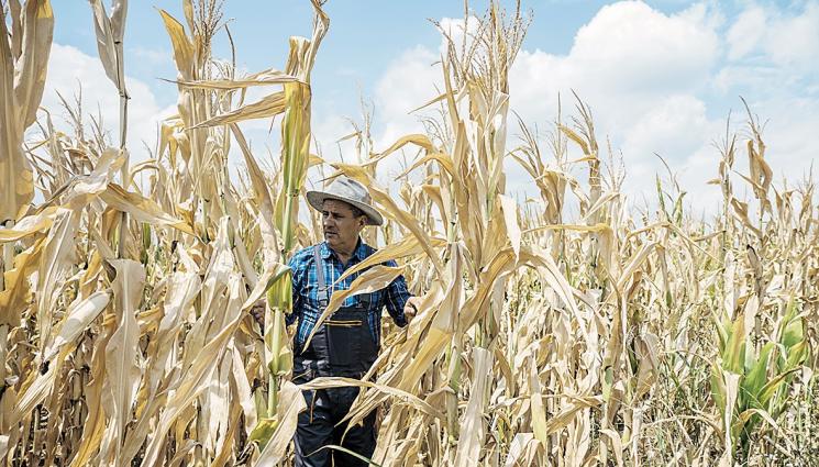 пролетници - Агро Телеграф: Листата жълтеят преждевременно