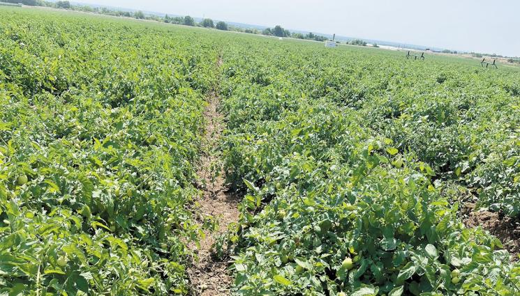 генератор - Агро Телеграф: Оръдие пази градини с шокови вълни от градушки