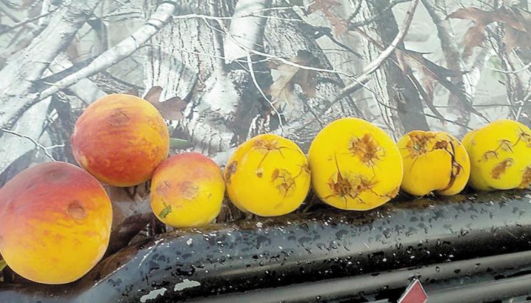 праскови - Агро Телеграф: Берат праскови по 200 кг вместо 2 хил. кг от дка в Сливен