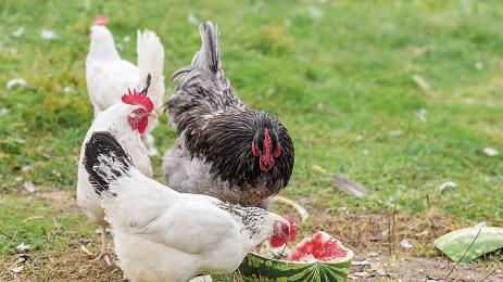 кокошки диня