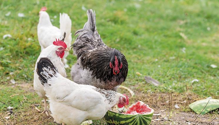 кокошки диня - Агро Телеграф: Давайте на кокошките замразена диня