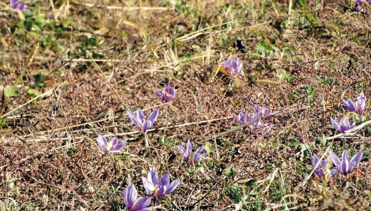 шафран - Агро Телеграф: Садим шафрана да цъфне октомври