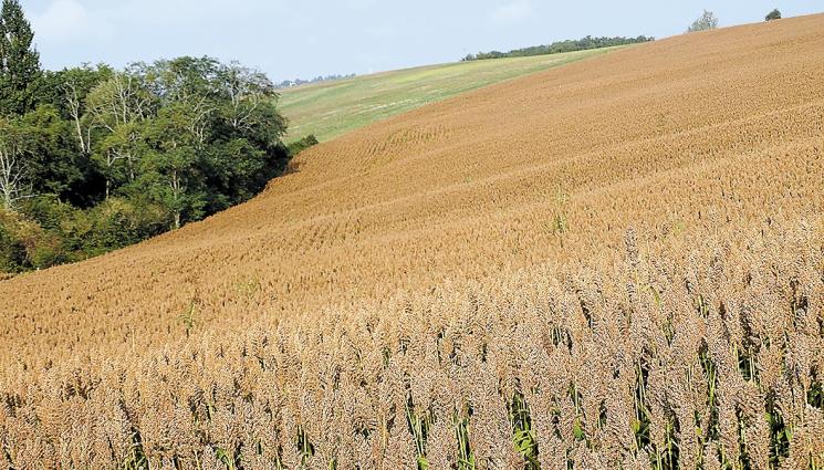 сорго - Агро Телеграф: Правят хибридно брашно със сорго