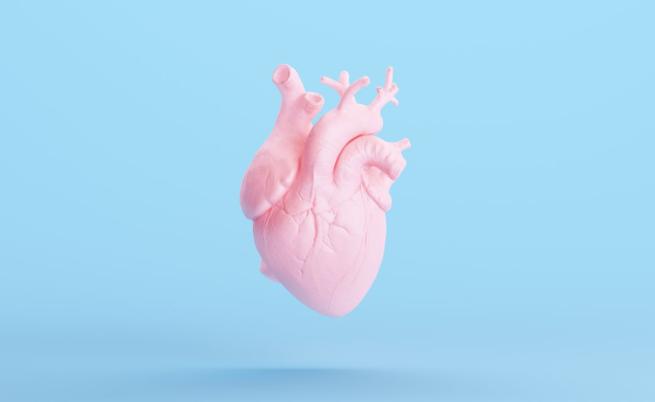 Учени създават най-подробната „карта“ на човешкото сърце