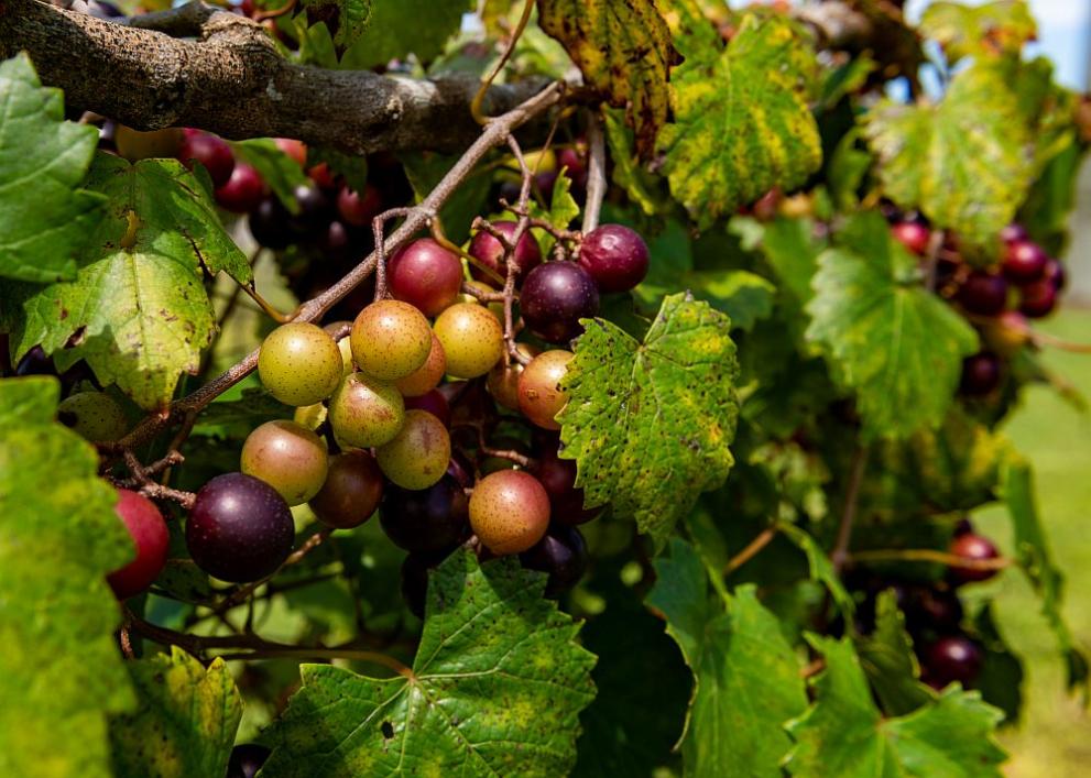  Мускадин грозде 