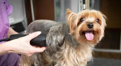 куче бръснене