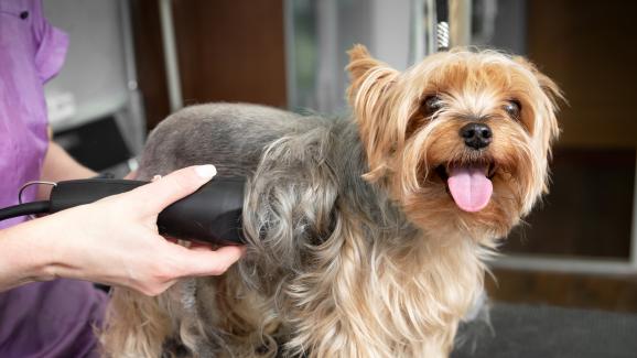 5 причини защо да не бръснете козината на кучето си през лятото
