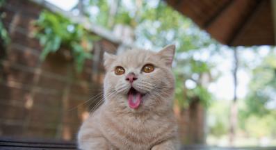 котка лежи у дома