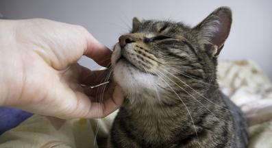 галене на котка