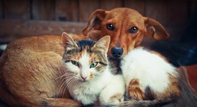 котка в близък план