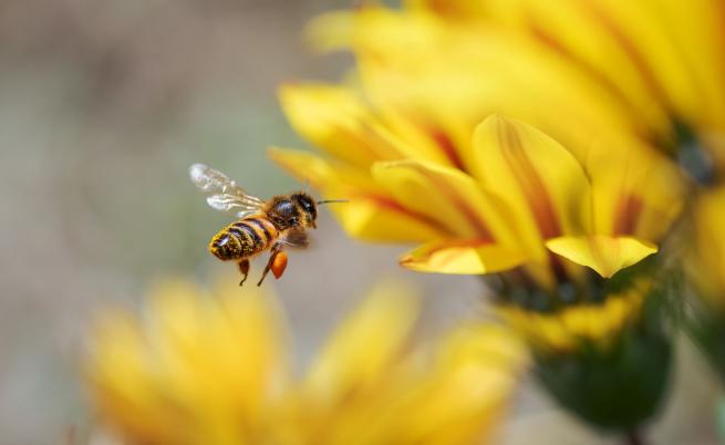 120 млн. години: Тайната за произхода на пчелите