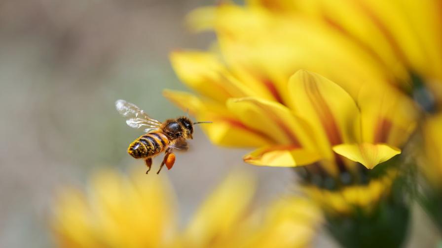 120 млн. години: Тайната за произхода на пчелите