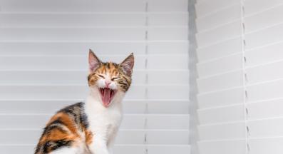 котка мяука