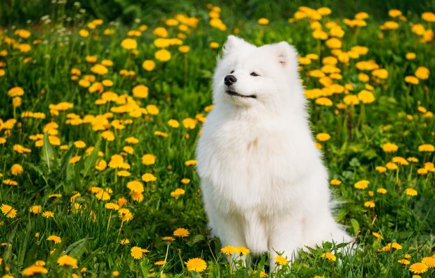 бяло куче