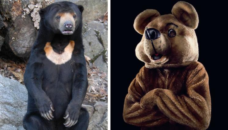 мечка - ФИЛМЪТ НЕ БИЛ ШВЕДСКИ, А СЪВЕТСКИ: Мъже се маскираха като мечки, потрошиха колите си (ВИДЕО)