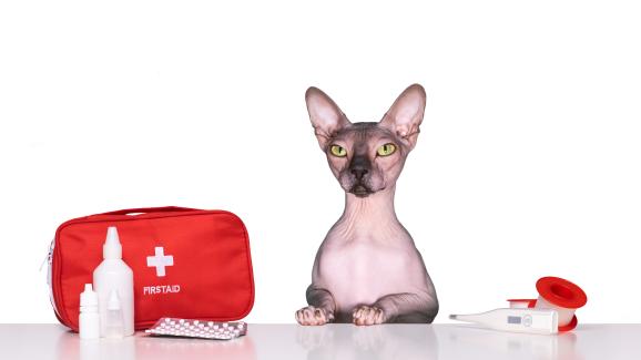 Котешки комплект за първа помощ - какво трябва да съдържа