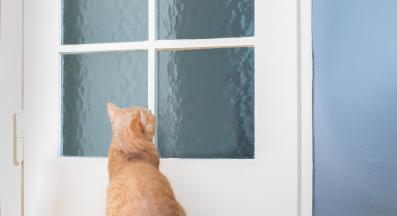 котка у дома