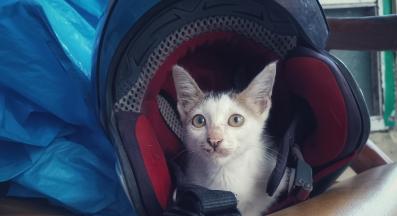 котка в нов дом