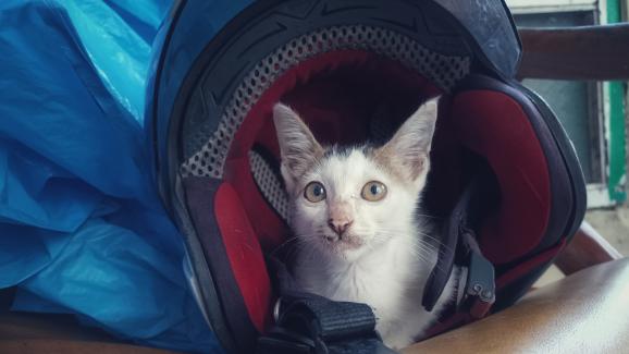 Ще липсвам ли на котката ми, ако се наложи да я дам на друг човек