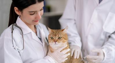 котка при ветеринар